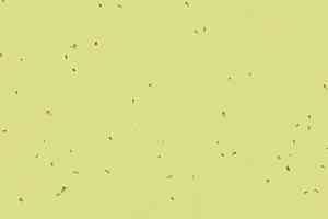 Линолеум Forbo Sphera Energetic 50213 spring фото  | FLOORDEALER